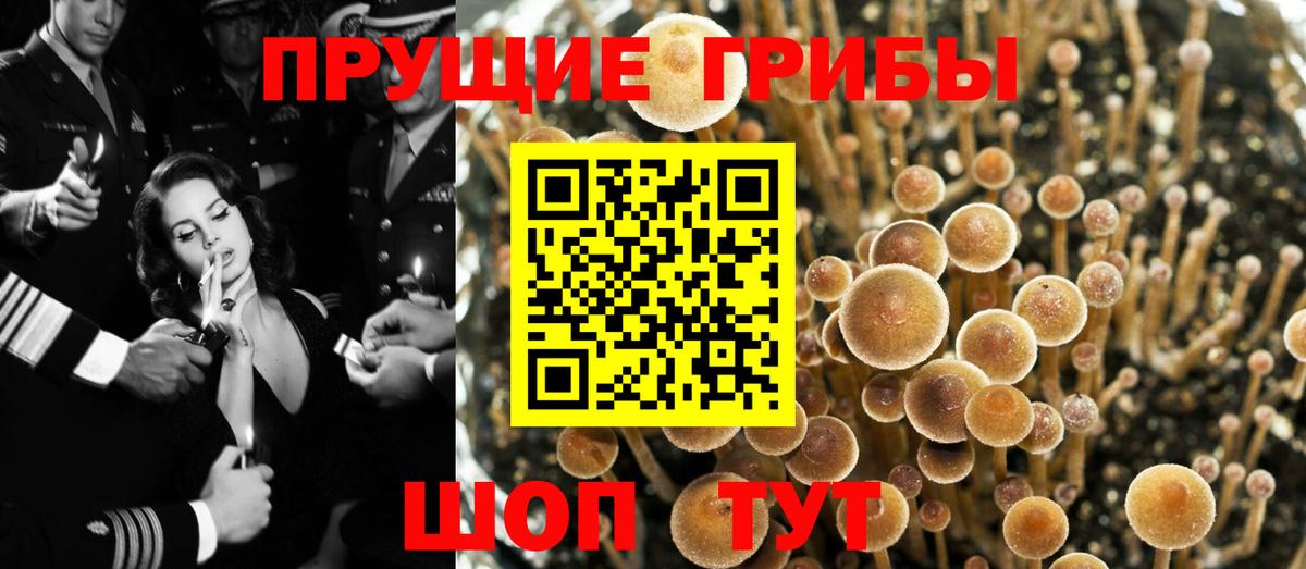 Галлюциногенные грибы Psilocybe Еманжелинск